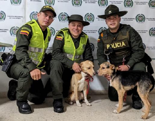 Reafirmamos nuestro compromiso frente a la eliminación del maltratoanimal