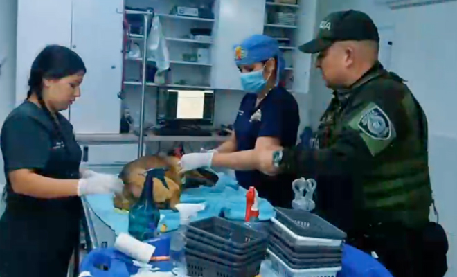 Canino en veterinaria recibiendo ayuda por parte de la Polic&iacute;a Nacional y personal profesional en el &aacute;rea