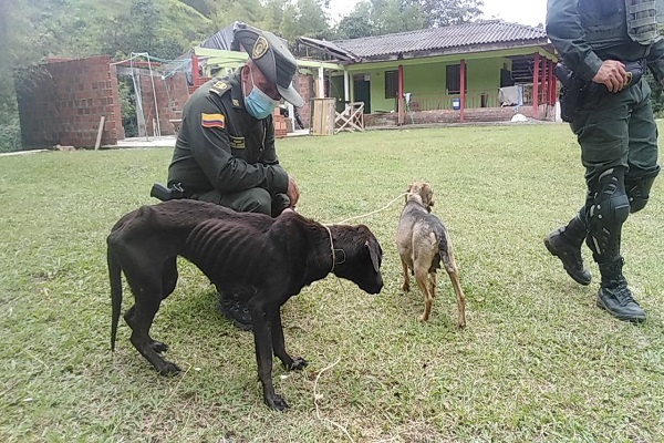 Rescate de caninos en estado de abandono 