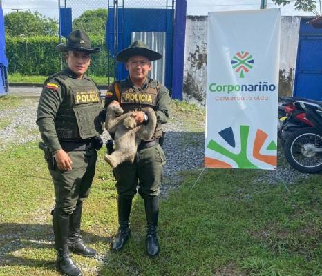 Protegen especies de fauna silvestre en el Departamento de Nariño