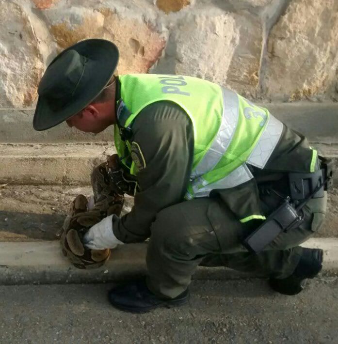  La Policía Nacional protege la fauna-boa