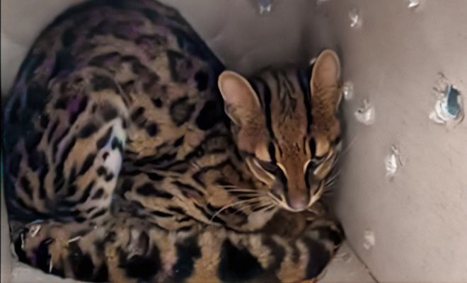 La Seccional de Carabineros y Protección Ambiental Cauca coordina la entrega segura de un tigrillo en peligro de extinción