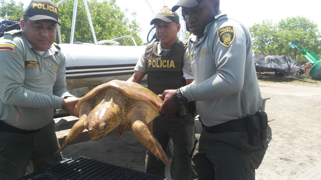 rescate tortuga carey