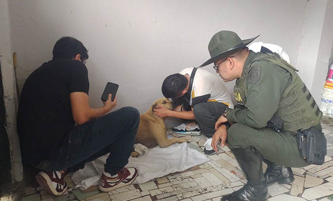 Gracias a la acción oportuna, el canino tendrá una nueva oportunidad para vivir con dignidad.