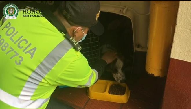 Un rescate al mejor amigo del hombre.