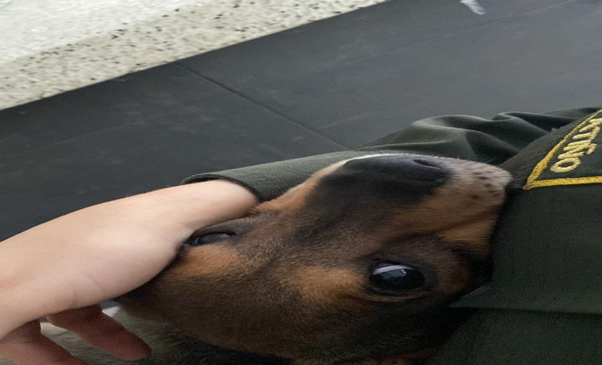 SU MASCOTA COCO CHANEL