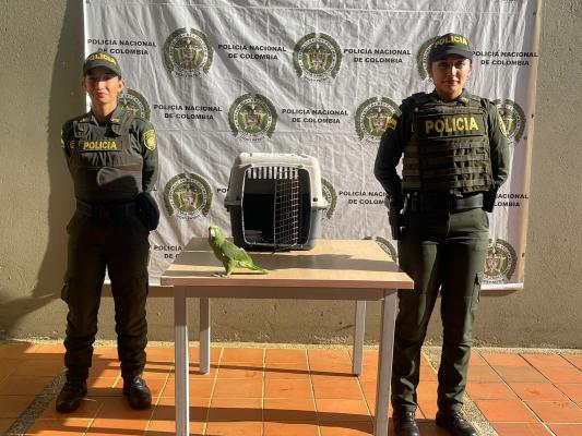 Un Loro real en Cubarral