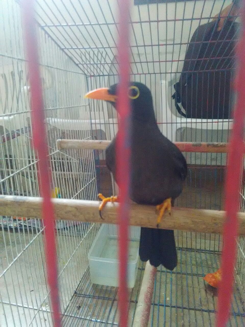 incautadas aves en cautiverio