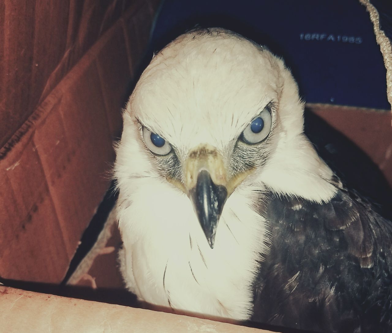 Rescate de águila protegida y en vía de extinción 