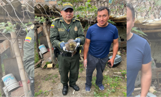 La Policía Nacional en Pasto destaca el compromiso ambiental y reintegra al roedor a su hábitat natural. 