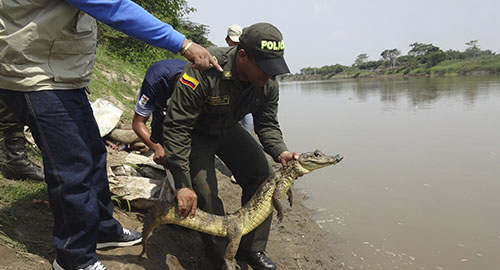 210415-incautacion-babillas-vivas-bolivar