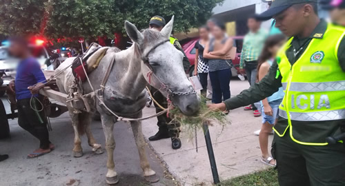 proteccion-animal-cesar