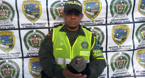 RESCATE_POLICIA_GAVILAN