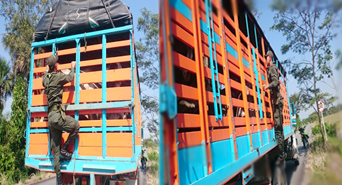 camion con semovientes