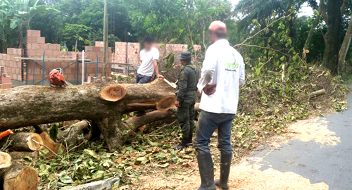 tala de arbol-captura-meta