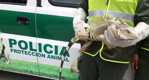 POLICIA NACIONAL-AMBIENTAL-SUCRE-FAUNA