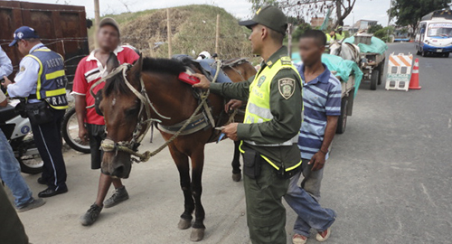 230615-controles-equinos-maltrato-animal-caldas