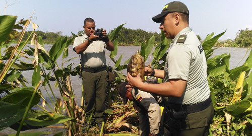 160315-incautacion-tortugas-iguanas-cartagena