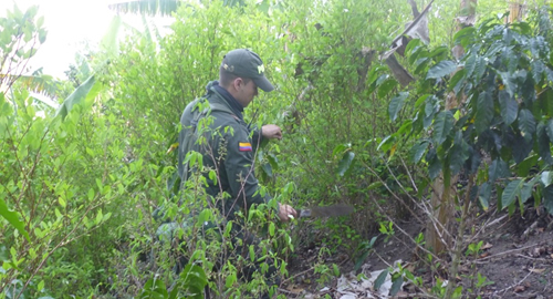 policia nacional-erradica-cultivos-narcotrafico
