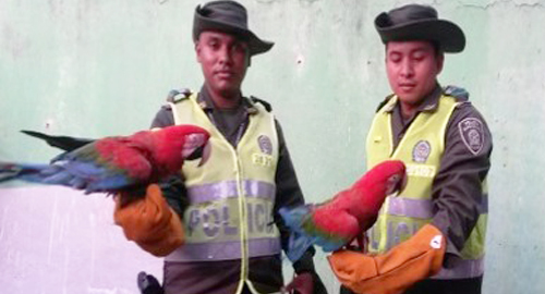 010915-recuperacion-animales-salvajes-guajira