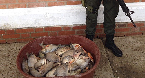 180315-incautacion-pez-mal-estado-yopal