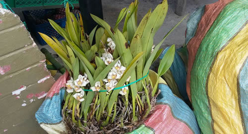 incautacion-orquideas