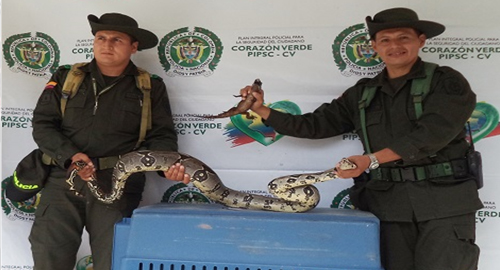 280915-incautacion-animales-silvestres-putumayo