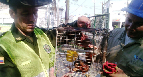 POLICIA-ENTREGA-ARDILLA