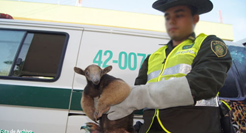 120415-incautacion-oso-hormiguero-tumaco